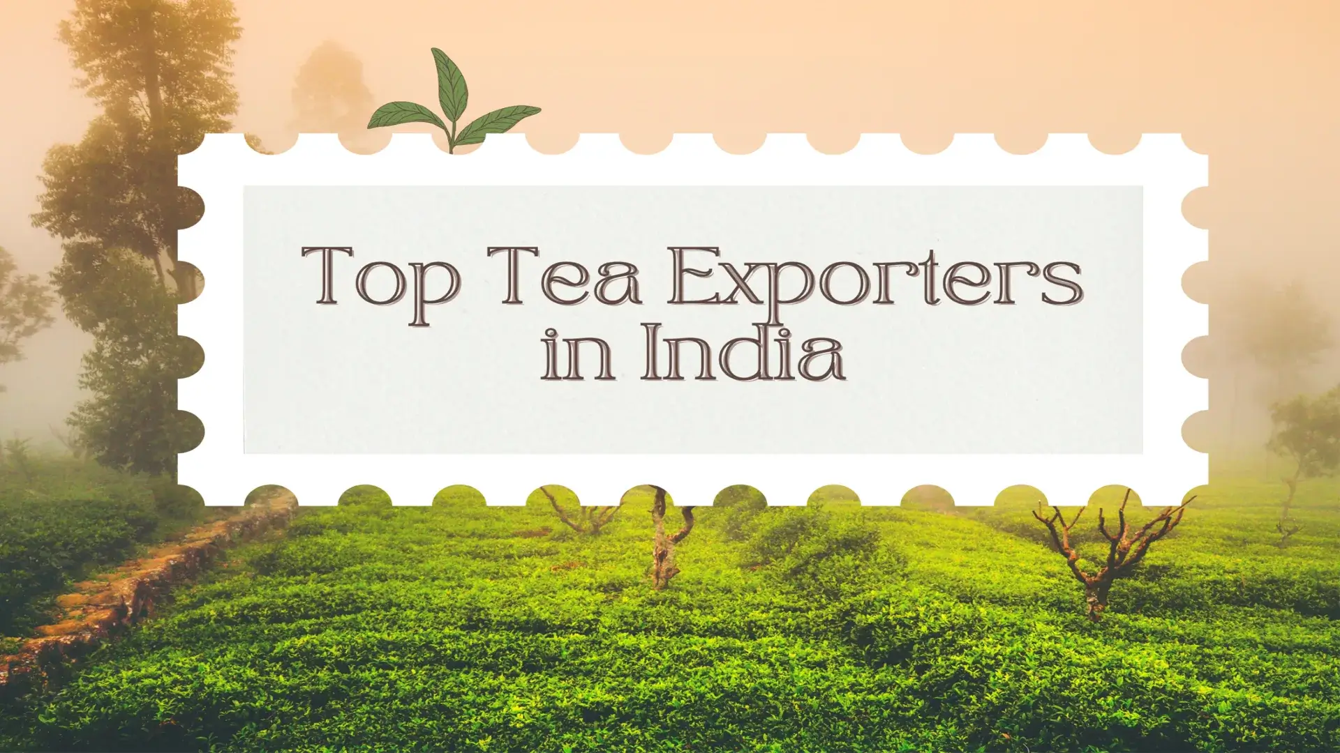 Top Tea Exporters in India